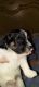 Havanese Puppies for sale in Avondale, AZ, USA. price: $2,800
