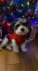 Havanese Puppies for sale in Denver, CO, USA. price: $1,200