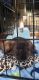 Havanese Puppies for sale in Allentown, PA, USA. price: $600