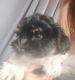 Havanese Puppies for sale in Avondale, AZ, USA. price: $2,100