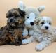 Havanese Puppies for sale in Peoria, AZ, USA. price: NA