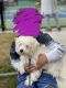Havanese Puppies for sale in Norwalk, CT, USA. price: $1,500