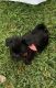 Havanese Puppies for sale in Shenandoah, TX, USA. price: $550