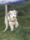Havanese Puppies for sale in Midvale, UT 84047, USA. price: $1,000