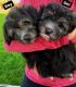 Havanese Puppies for sale in Stamford, CT 06902, USA. price: $3,500
