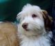 Havanese Puppies for sale in Fenton, MO 63026, USA. price: $1,250