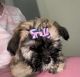 Havanese Puppies for sale in Middletown, OH 45042, USA. price: $900