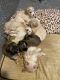 Havanese Puppies for sale in Midlothian, Richmond, VA, USA. price: $1,750