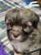 Havanese Puppies for sale in Lansing, IA 52151, USA. price: $1,850