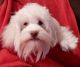Havanese Puppies for sale in Huron, SD 57350, USA. price: $800