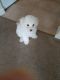 Havanese Puppies for sale in Westlake, OH 44145, USA. price: NA