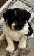 Havanese Puppies for sale in Clementon, NJ 08021, USA. price: $1,800