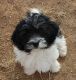 Havanese Puppies for sale in Hale Center, TX, USA. price: $1,000