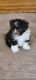 Havanese Puppies for sale in Brooklyn, MI 49230, USA. price: $1,200