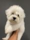 Havanese Puppies for sale in Auburn, WA 98092, USA. price: $5,000
