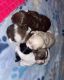 Havanese Puppies for sale in Denver, CO 80226, USA. price: $1,200