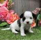 Havanese Puppies for sale in Chicago, IL, USA. price: $600