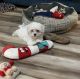 Havanese Puppies for sale in Willis, TX, USA. price: $2,000