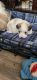 Havanese Puppies for sale in Thorn Hill, TN 37881, USA. price: $800