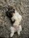 Havanese Puppies for sale in Dallas, TX, USA. price: $2,700