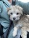 Havanese Puppies for sale in Thornton, CO, USA. price: $950