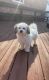 Havanese Puppies for sale in Bolingbrook, IL, USA. price: $1,000