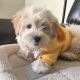 Havanese Puppies for sale in Canoga Park, Los Angeles, CA, USA. price: $1,500