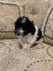 Havanese Puppies for sale in Forest Hills, NY 11375, USA. price: NA