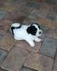 Havanese Puppies for sale in Orlando, FL, USA. price: $2,000
