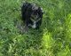 Havanese Puppies for sale in Willis, TX, USA. price: $1,500