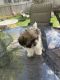 Havanese Puppies for sale in Henderson, CO 80640, USA. price: $1,000