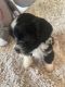 Havanese Puppies for sale in Knoxville, TN, USA. price: $1,800