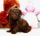 Havanese Puppies for sale in Piedmont, SC 29673, USA. price: $2,000