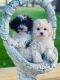 Havanese Puppies for sale in 2721 County Rd 2100 N, Minonk, IL 61760, USA. price: NA