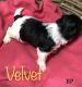 Havanese Puppies for sale in Pittsburg, IL 62974, USA. price: $1,200