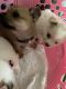 Havanese Puppies for sale in San Bernardino, CA, USA. price: $700