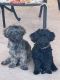 Havanese Puppies for sale in Silver City, NM 88061, USA. price: NA