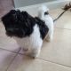 Havanese Puppies for sale in Fort Myers, FL 33919, USA. price: NA