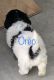 Havanese Puppies for sale in Pittsburg, IL 62974, USA. price: NA