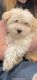 Havanese Puppies for sale in Sidney, OH 45365, USA. price: NA
