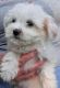 Havanese Puppies for sale in De Soto, MO 63020, USA. price: NA