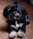 Havanese Puppies for sale in Kennesaw, GA 30144, USA. price: NA