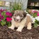 Havanese Puppies for sale in Millersburg, OH 44654, USA. price: $1,000