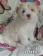 Havanese Puppies for sale in Macon, GA, USA. price: $1,200