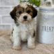Havanese Puppies for sale in Denver, CO, USA. price: $900