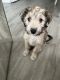 Havanese Puppies for sale in East Valley, AZ, USA. price: $400