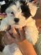 Havanese Puppies for sale in Columbia Turnpike, Florham Park, NJ, USA. price: NA