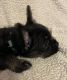 Havanese Puppies for sale in Wingdale, NY 12594, USA. price: NA