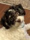 Havanese Puppies for sale in Noblesville, IN 46060, USA. price: NA