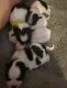 Havanese Puppies for sale in Sevierville, TN, USA. price: NA